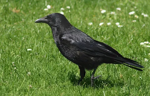 crow: a bird, usually black, of the genus Corvus, having a strong conical beak, with projecting bristles;...