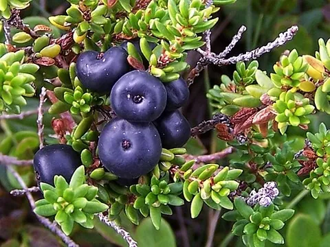 crowberry: empetrum; a small genus of dwarf evergreen shrubs that bear edible fruit