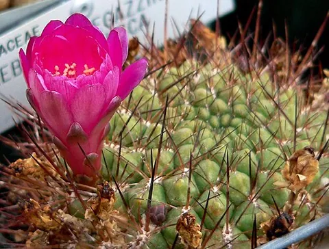 crown cactus: any plant of the cactus genus Rebutia, with big colorful flowers and native to South America