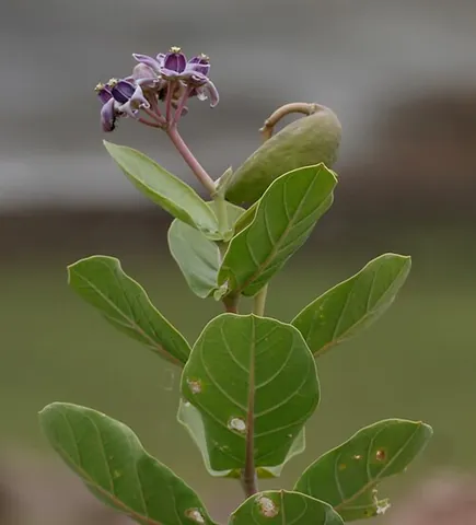 crown flower: a large shrub, Calotropis gigantea, growing up to 4 meters tall, with clusters of waxy flowers that...