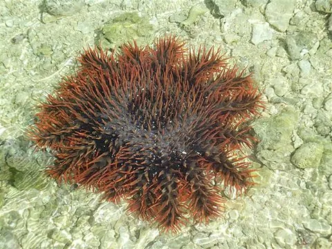 crown-of-thorns starfish: a large (25-35 cm full grown) starfish with venomous thornlike spines that cover its upper surface,...