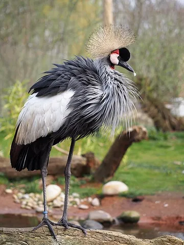 crowned crane: either of two species of crane of the genus Balearica (Black Crowned Crane, Balearica pavonina and...