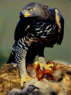 crowned eagle: a large raptor that preys chiefly on mammals, found in sub-Saharan Africa, Stephanoaetus coronatus