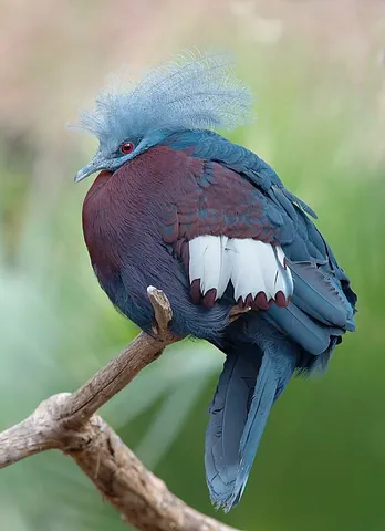 crowned pigeon: any of various species of large, ground-feeding, pigeons of the New Guinea genus Goura,...