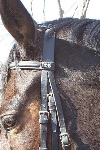crownpiece: a strap in the bridle that goes over the horse's head just behind the animal's ears