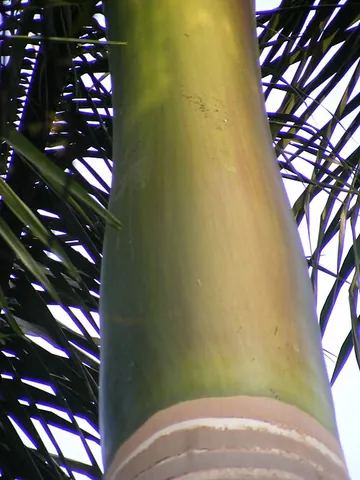 crownshaft: a leafbase which forms on some palms above the trunk and below the crown and above the trunk