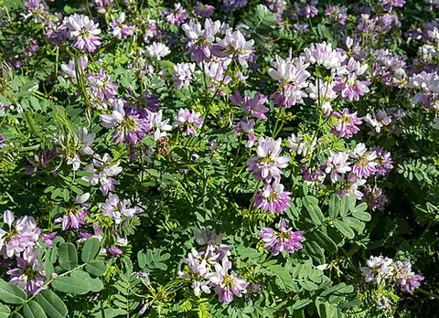 crownvetch: a crawling leguminous vine, Securigera varia, which is native to Eurasia and Africa but widely...