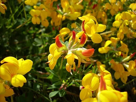 crowtoe: a perennial herbaceous plant, Lotus corniculatus, native to temperate Eurasia and North Africa