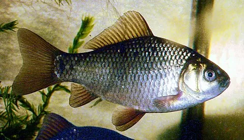 crucian carp: carassius carassius, a species of carp found in northern Europe and northern Asia