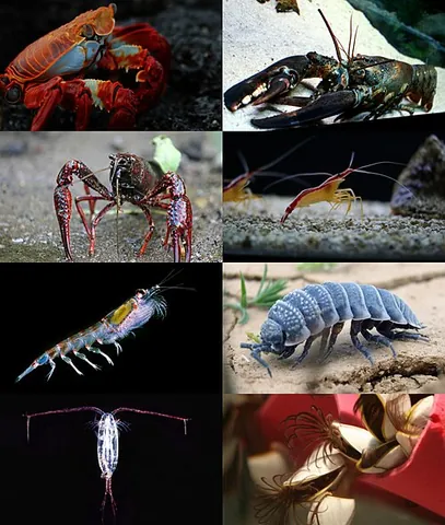 crustacean: any arthropod of the subphylum Crustacea, including lobsters, crabs, shrimp, barnacles and woodlice