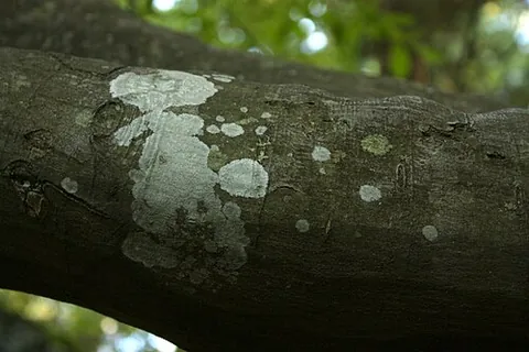 crustose: of a lichen, growing tightly appressed to the substrate