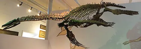 cryptoclidus: an extinct, long-necked plesiosaur, of genus †Cryptoclidus, from the late Jurassic period
