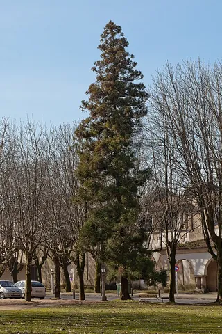 cryptomeria: a Japanese cedar (Cryptomeria japonica)