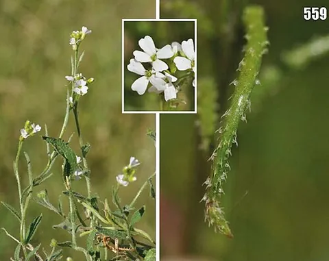 cryptospora: any plant of the genus Cryptospora, of the flowering plant family Brassicaceae