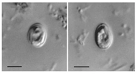 cryptosporidium: any protozoan of the genus Cryptosporidium, intestinal parasites of humans and other vertebrates...