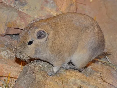 ctenodactylid: any of the several rodents of the family Ctenodactylidae
