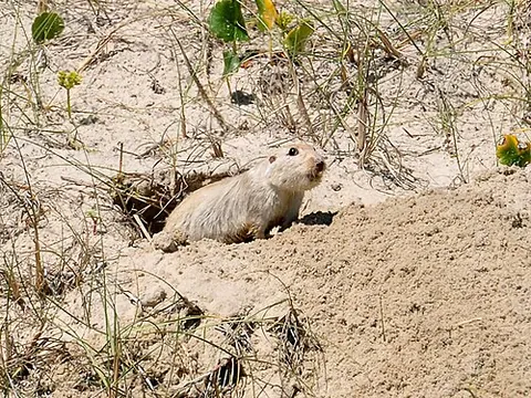 ctenomyid: any rodent of the family Ctenomyidae