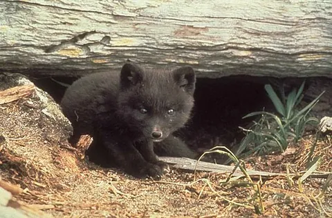 cub: the young of certain animals, chiefly large carnivorous mammals, including the bear, wolf, fox,...