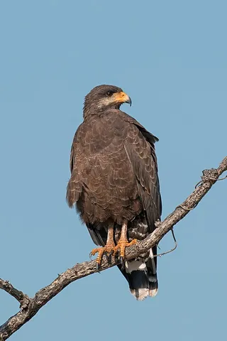cuban black hawk: any member of the species Buteogallus gundlachii of hawks of coastal Cuba