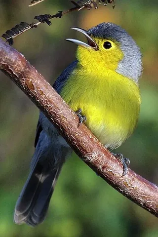 cuban warbler: any Cuban passerine bird of the genus Teretistris