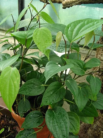 cubeb: a tailed pepper plant (Piper cubeba), an Indonesian plant cultivated for its berries and essential...
