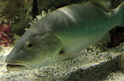 cubera snapper: a commercially important species of snapper native to the western Atlantic Ocean, Lutjanus...