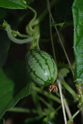 cucamelon: melothria scabra, a vine grown for its edible fruit
