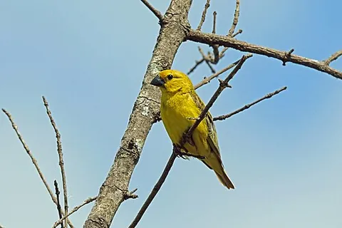 cuckoo-finch: a species of bird, Anomalospiza imberbis