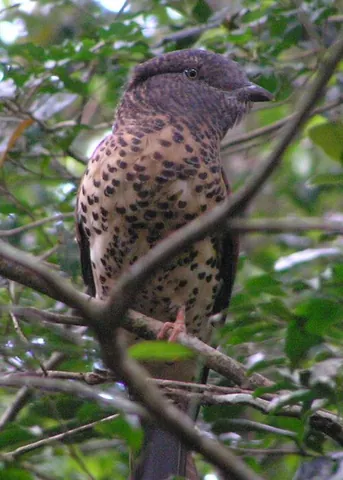 cuckoo-roller: a bird, of the species Leptosomus discolor of the order Leptosomiformes, native to Madagascar and...