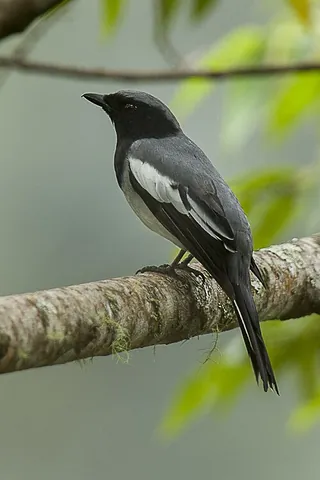 cuckooshrike: a bird of any of the species in the family Campephagidae