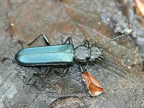 cucujoid: any beetle of the superfamily Cucujoidea