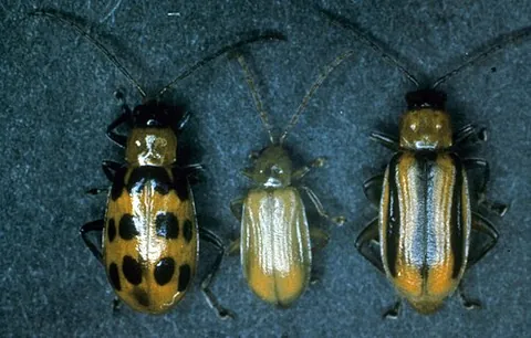 cucumber beetle: a chrysomelid beetle of the genus Diabrotica or the genus Acalymma (both in subtribe Diabroticina...