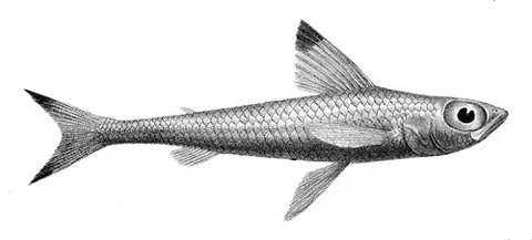 cucumber fish: any fish of the Australian genus Paraulopus, especially Paraulopus nigripinnis