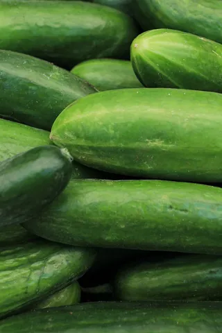cucumber: a vine in the gourd family, Cucumis sativus