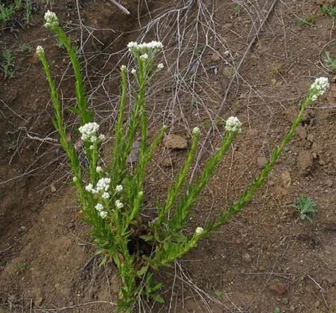 cudweed: gamochaeta, with species in North and South America