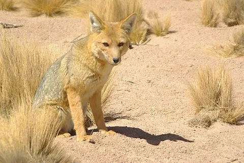 culpeo: a canid of species (Lycalopex culpaeus), native to the Andes region of South America