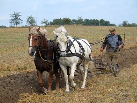 cultivate: to grow plants, notably crops