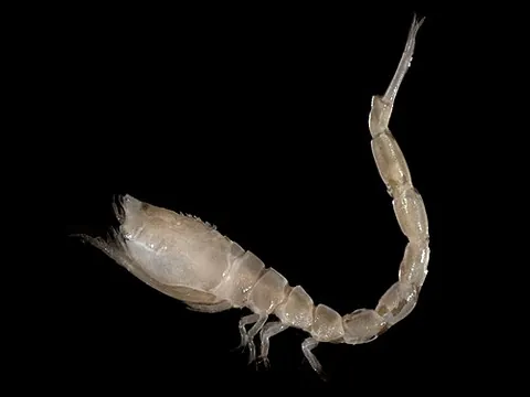cumacean: any small marine crustacean of the order Cumacea, closely related to tanaidaceans