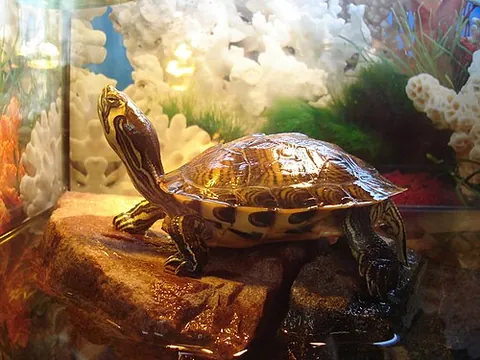 cumberland slider: a subspecies of pond slider, Trachemys scripta troostii, indigenous to the Southeastern United...