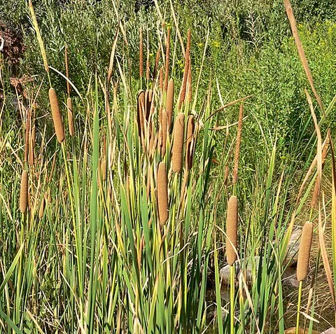 cumbungi: any of several Australian perennial herbs of the genus Typha, especially Typha domingensis and...