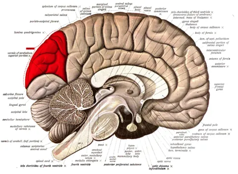 cuneus: a portion of the occipital lobe of the human brain, involved in visual processing
