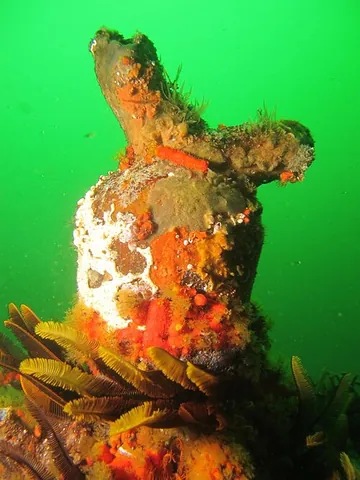 cunjevoi: a coastal sea squirt (Pyura stolonifera), found in some parts of Australia and South Africa