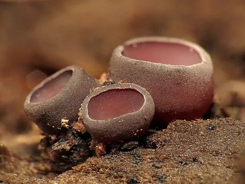 cup fungus: any of the family Pezizaceae of ascomycotic fungi that tend to grow in the shape of a cup