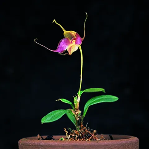 cup orchid: any orchid of the genus Brachionidium