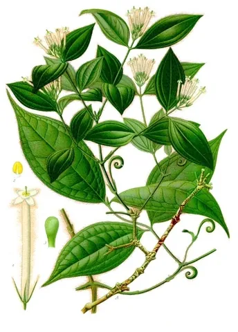 curare: a plant, Strychnos toxifera, formerly used in arrow poisons in South America due to its...