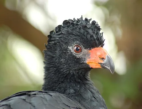 curassow: any of several species of bird in the genera Nothocrax, Mitu, Pauxi, and Crax of the Cracidae...