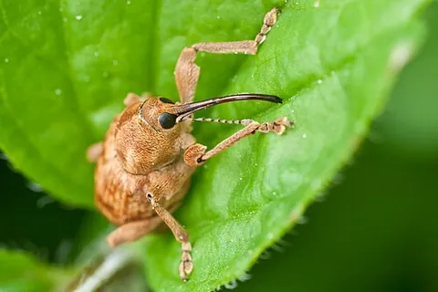 curculio: any of the genus Curculio of weevils
