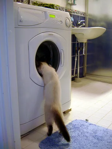 curiosity killed the cat: one should not be curious about things that can be dangerous