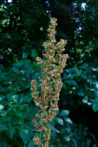 curled dock: a plant of species Rumex crispus, of western Eurasia