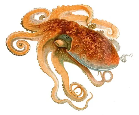 curled octopus: a common European species of octopus (Eledone cirrhosa) whose tentacles are usually kept curled